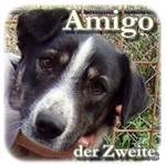 Update 21.03.2015 - Amigo, Mischling, ♂, geb. ca. 2011, mittelgroß, ca. 20 kg