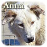 Update 21.03.2015 - Anna, Mischling, ♀, geb. ca. Anfang Januar 2014, wächst noch