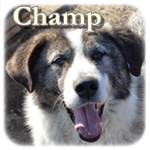Update 21.03.2015 - Champ, Mischling, ♂, geb. 2006/2007,ca. 65 cm, ca. 35-40 kg