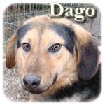 Update 21.03.2015 - Dago, Mischling, ♂, geb. ca. Anfang Dezember 2013, wächst noch