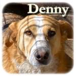 Update 21.03.2015 - Denny, Mischling, ♂, geb. ca. 2011, ca. 50 cm, ca. 18 kg