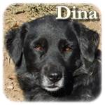 Update 16.02.2015 - Dina, Mischling, ♀, geb. ca. 2005/2006, mittelgroß