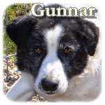 Update 21.03.2015 - Gunnar, Mischling, ♂, geb. ca. 2003, ca. 45 cm, ca. 15-17 kg