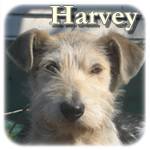 Update 14.02.2015 - Harvey, Mischling, ♂, geb. ca. Nov./Dez. 2013, wächst noch
