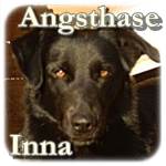 Update 13.04.2015 - Inna, Mischling, ♀, geb. ca. 2009, mittelgroß, ca. 15kg