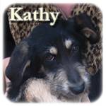 Update 14.02.2015 - Kathy, Mischling, ♀, geb. ca. Nov./Dez. 2013, wächst noch