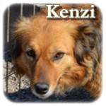 Update 21.03.2015 - Kenzi, Mischling, ♀, geb. ca. 2009, ca. 45 cm, ca. 15 kg