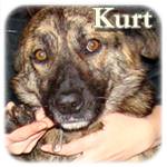 Update 28.01.2015 - Kurt, Mischling, ♂, geb. ca. 2010, mittelgroß, ca. 20-25 kg