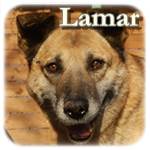 Update 16.02.2015 - Lamar, Mischling, ♂, geb. ca. 2005, mittelgroß
