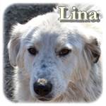 Update 21.03.2015 - Lina, Mischling, ♀, geb. ca. Anfang Januar 2014, wächst noch