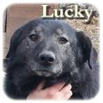Update 18.02.2015 - Lucky, Mischling, ♂ kastriert, geb. ca. 2005/207, ca. 49 cm ca. 25kg