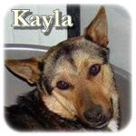 Update 21.03.2015 - Kayla, DSH-Mix, ♀ kastriert, geb. ca. 2010/2011, ca. 50-55 cm, ca. 22 kg