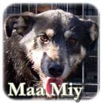 Update 21.03.2015 - Maa Miy, Mischling, ♀, geb. ca. 2010/2011, ca. 45-50 cm, ca. 15-18 kg