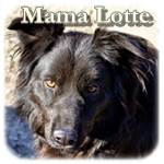 Update 21.03.2015 - Mama Lotte, Mischling, ♀, geb. ca. , ca. 54-55 cm, ca. 18-20 kg