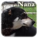 Update 14.01.2015 - Nana, Mischling, ♀, geb. ca. 1999-2004, mittelgroß-groß