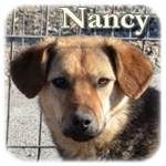 Update 21.03.2015 - Nancy, Mischling, ♀, geb. ca. Anfang Dezember 2013, wächst noch