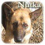 Update 11.10.2014 - Nutka, DSH-Mischling, ♀, alt, mittelgroß