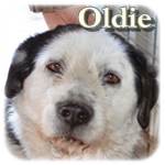 Update 21.03.2015 - Oldie, Mischling, ♂, geb. ca. , mittelgroß-groß