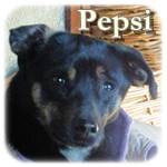 Update 16.02.2015 - Pepsi, Mischling, ♀, geb. ca. 2012, ca. 40-45 cm, ca. 7 kg, zu dünn
