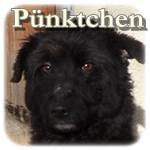 Update 12.03.2015 - Pünktchen, Mischling, ♂, ca. August/September 2013, wächst noch