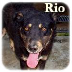 Update 21.03.2015 - Rio, Mischling, ♂, geb. ca. 2007, mittelgroß, ca. 20-25 kg