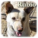 Update 21.03.2015 - Rubio, Mischling, ♂, geb. ca. 2012, klein-mittelgroß