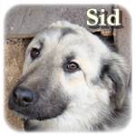 Update 21.03.2015 - Sid, Mischling, ♂, geb. ca. Mitte Januar 2014, wächst noch