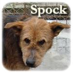 Update 18.10.2014 - Spock, Mischling, ♂, geb. ca. 2006, mittelgroß