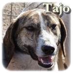 Update 21.03.2015 - Tajo, Mischling, ♂, geb. ca. Anfang Dezember 2013, wächst noch