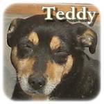 Update 25.03.2015 - Teddy, Mischling, ♂, geb. ca. 2007/2009, klein-mittelgroß, ca. 10 kg