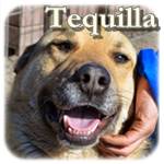 Update 21.03.2015 - Tequilla, evtl. DSH-Mischling, ♂, geb. ca. 2009/2010, ca. 55cm, ca. 25 kg, zu dünn