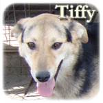 Update 21.03.2015 - Tiffy, Mischling, ♀, geb. ca. Anfang Dezember 2013, wächst noch