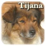 Update 25.03.2015 - Tijana, Mischling, ♀, geb. ca. 2009, klein-mittelgroß