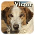 Update 16.02.2015 - Victor, Mischling, ♂, geb. ca. 2003, mittelgroß-groß