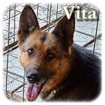 Update 21.03.2015 - Mama Vita, DSH-Mischling, ♀, ca. 2006/2009, ca. 57 cm, ca. 30 kg