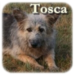 Tosca, Mischling, ♀ kastriert, geb. ca. 2008, ca. 50cm